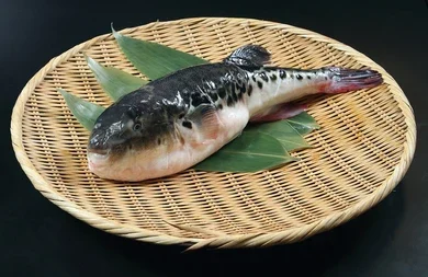 Teria coragem de comer Fugu - Japonês?